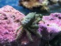 EMERALD CRAB
